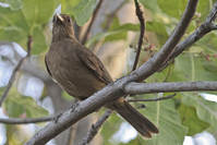 Thripadectes rufobrunneus